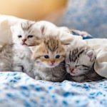 Kittens are an unexpected comfort during a divorce