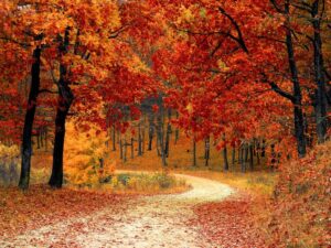 red leaves autumn