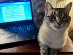 Cat Next to Keyboard